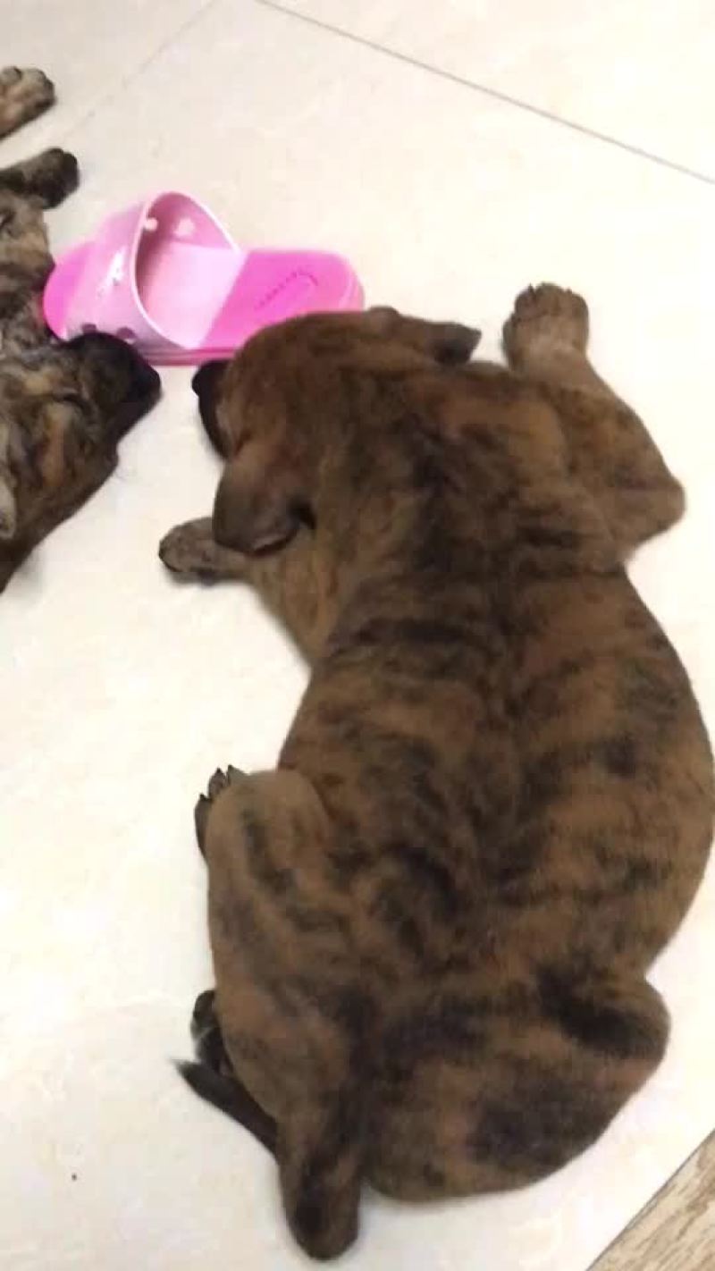 猎狗