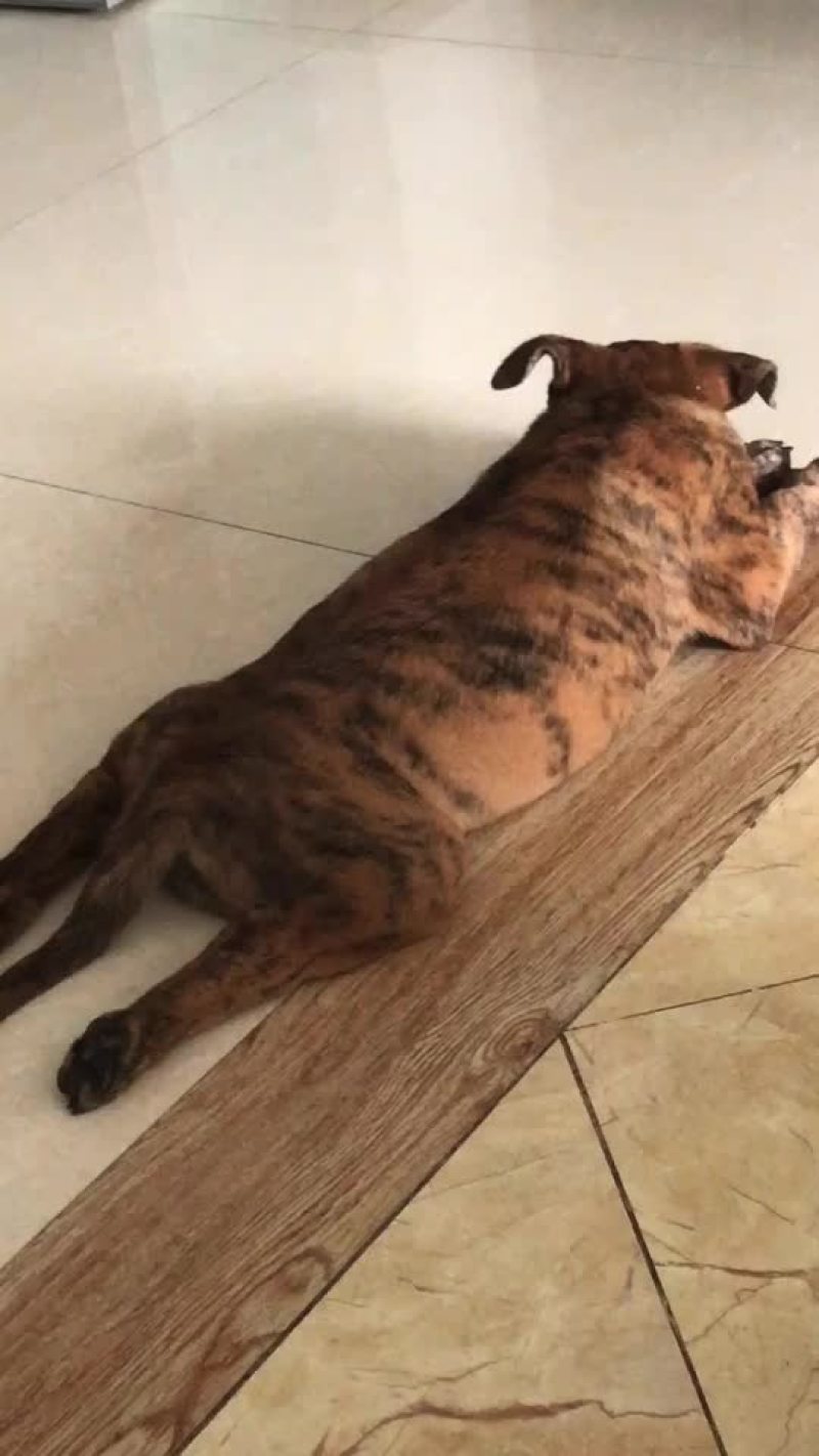 猎狗