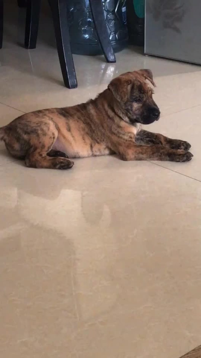 猎狗