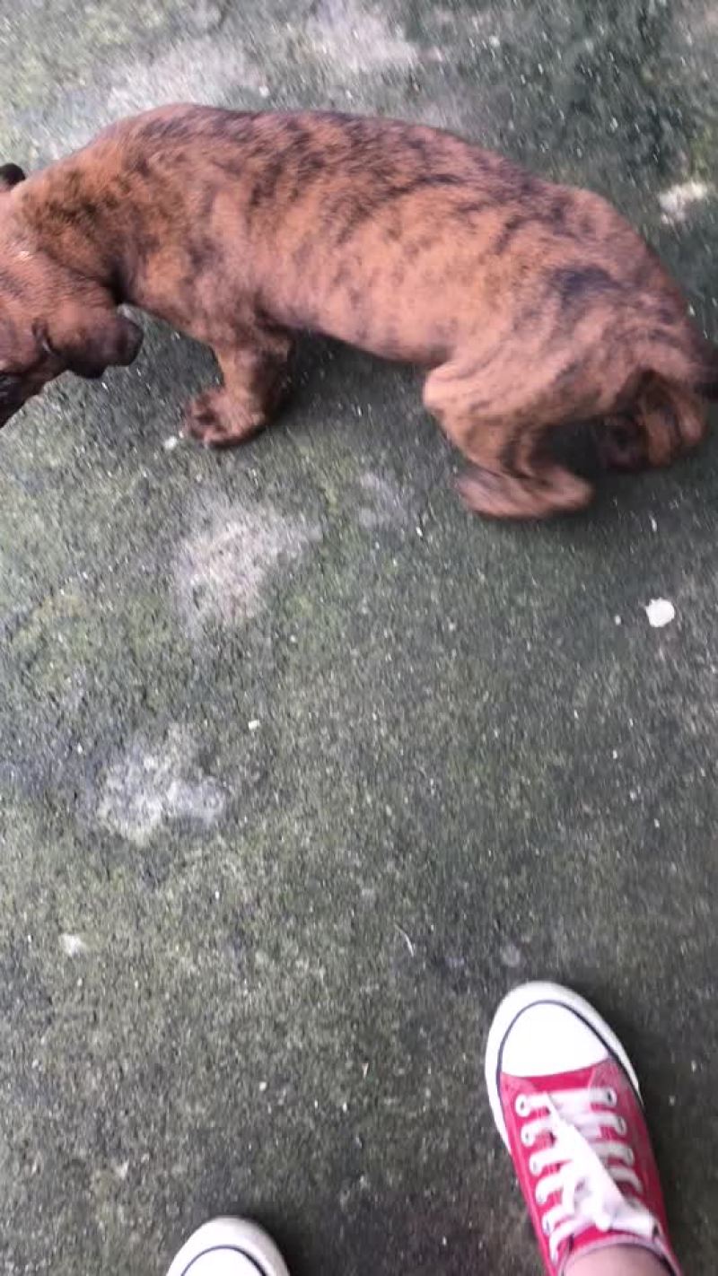 猎狗
