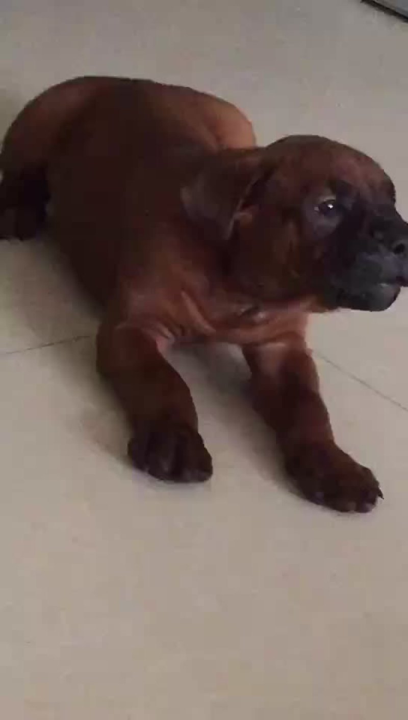 猎狗