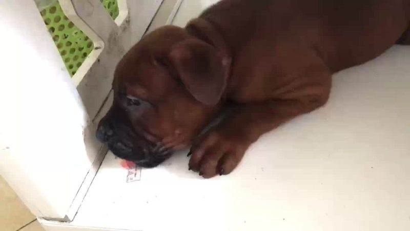 猎狗