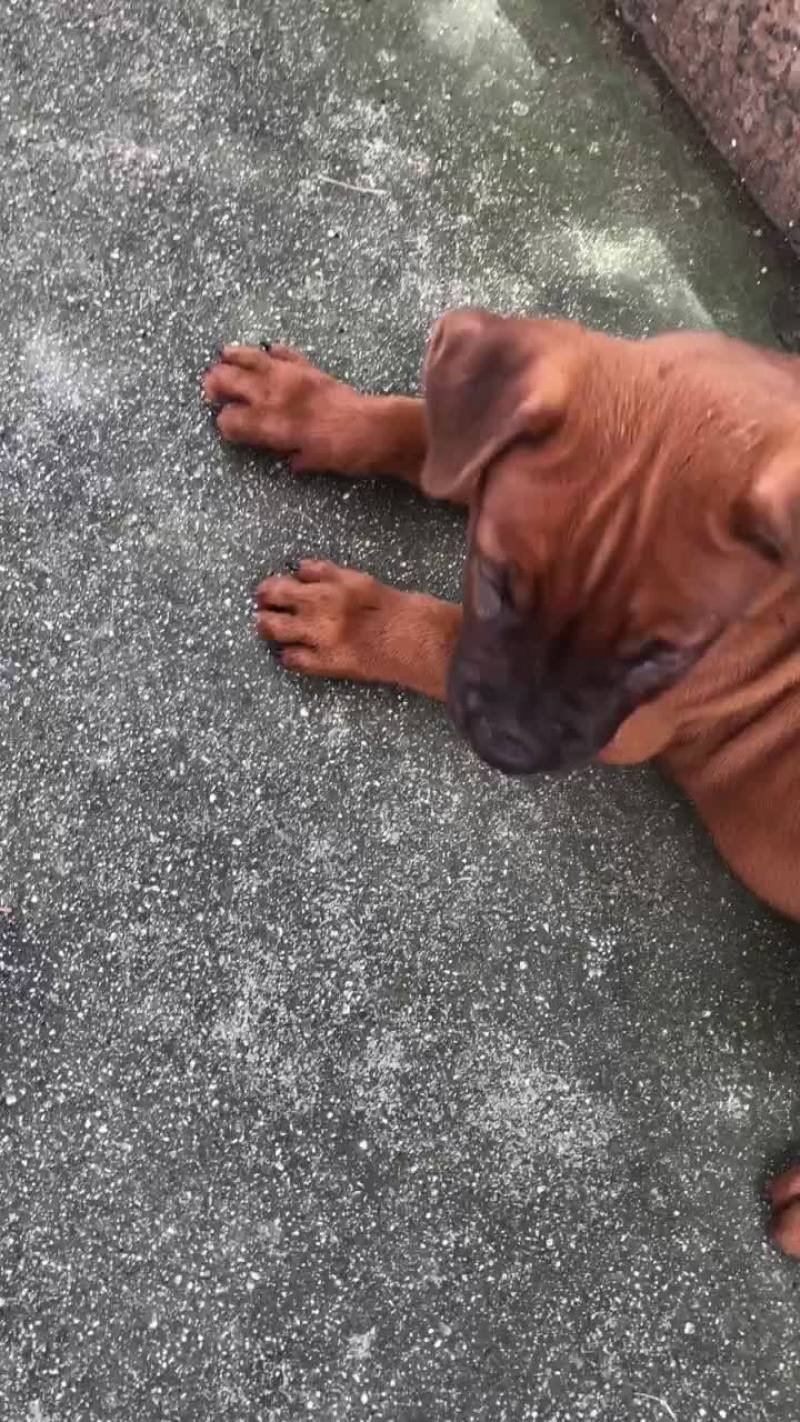 猎狗