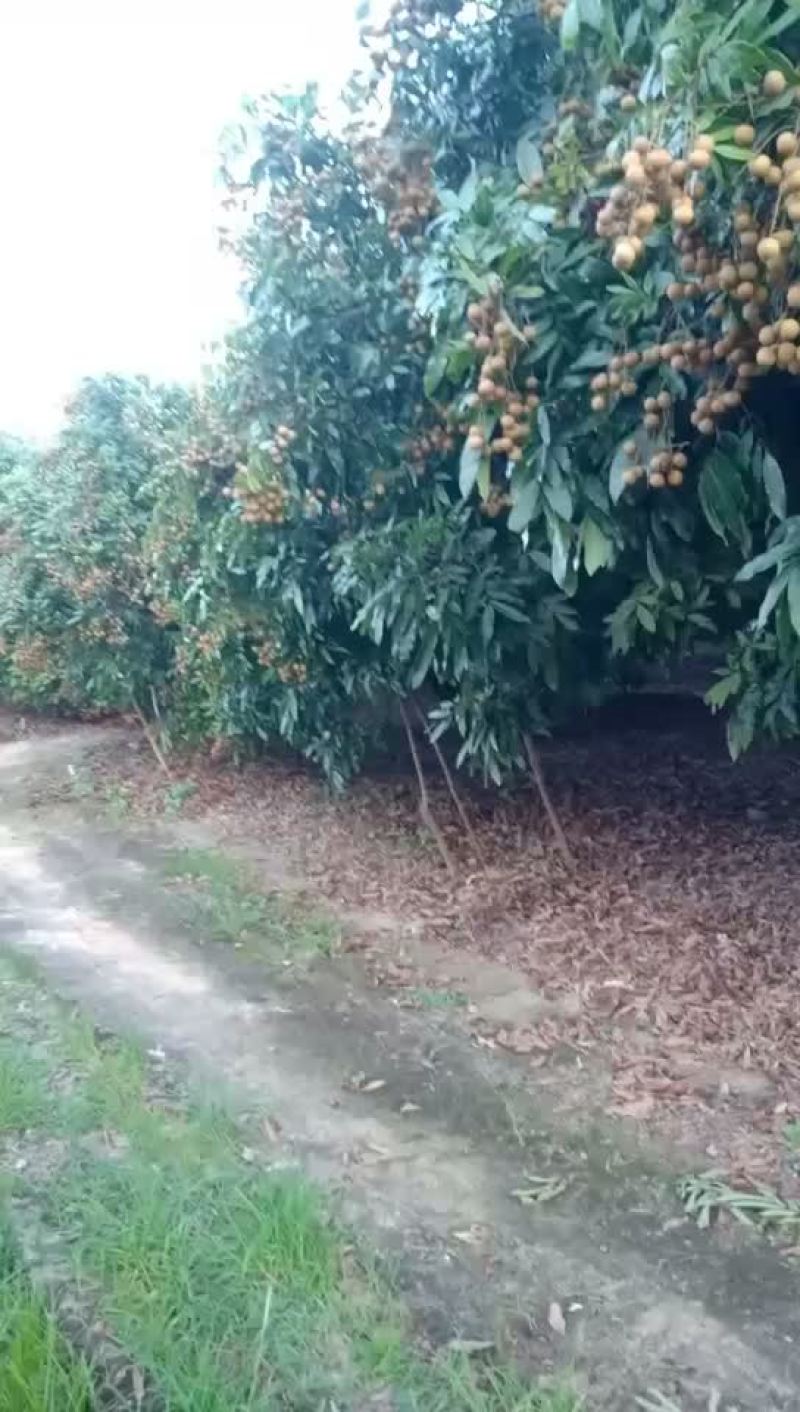 储良龙眼大量上市