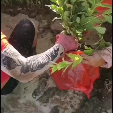 红王子锦带
