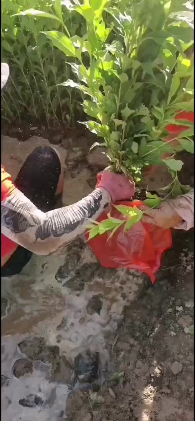 红王子锦带