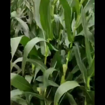 青储玉米