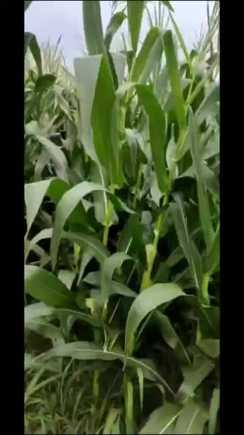 青储玉米