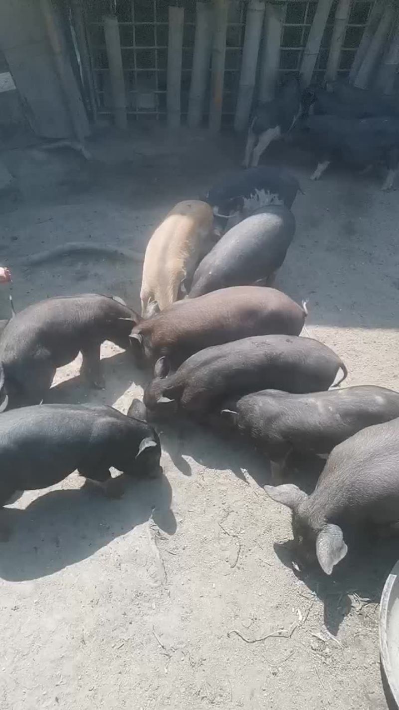 海南白沙县放养五脚猪