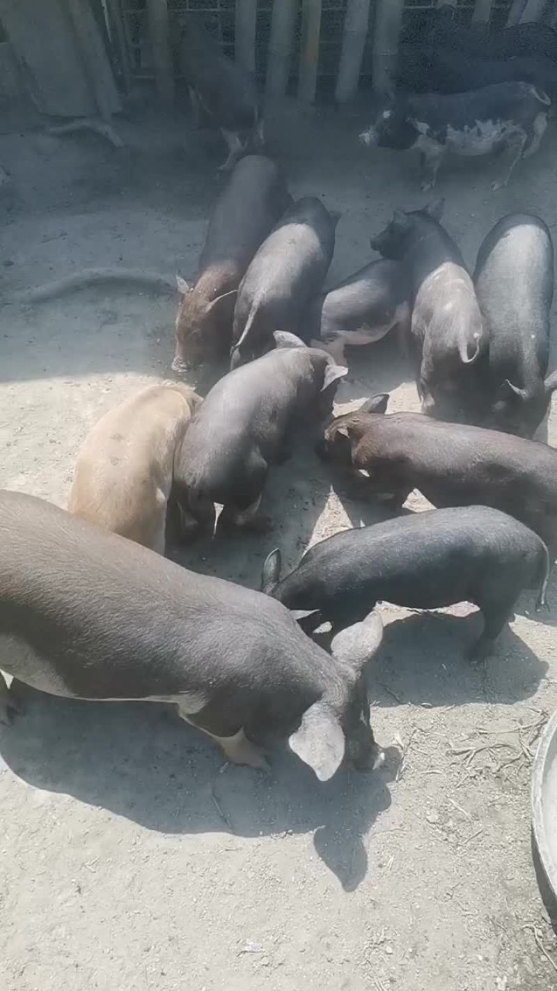 海南白沙县放养五脚猪