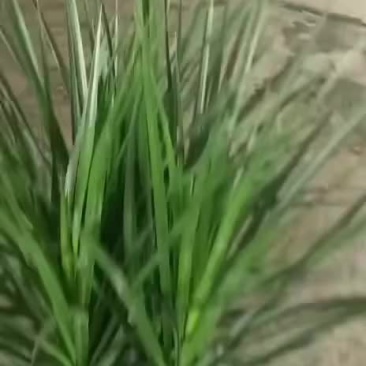 龙血树
