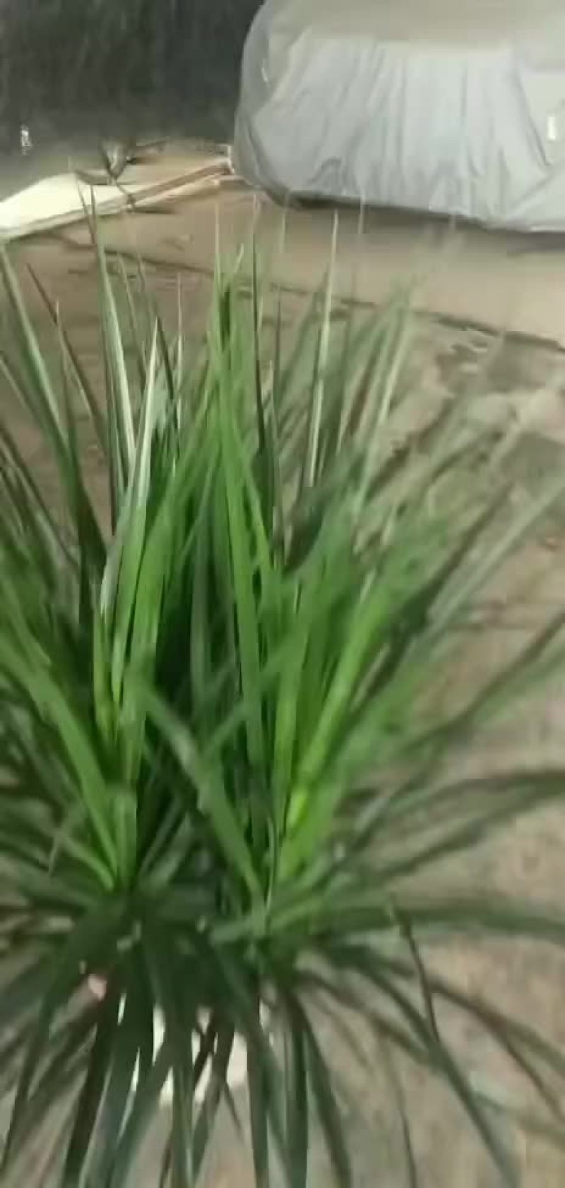 龙血树