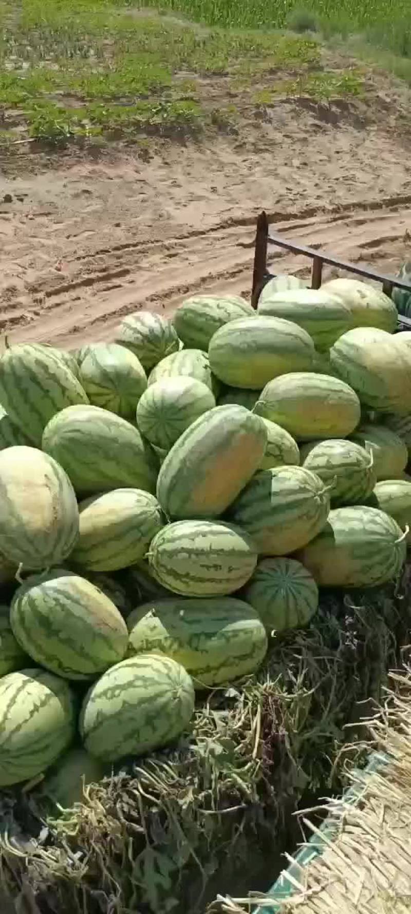 西瓜