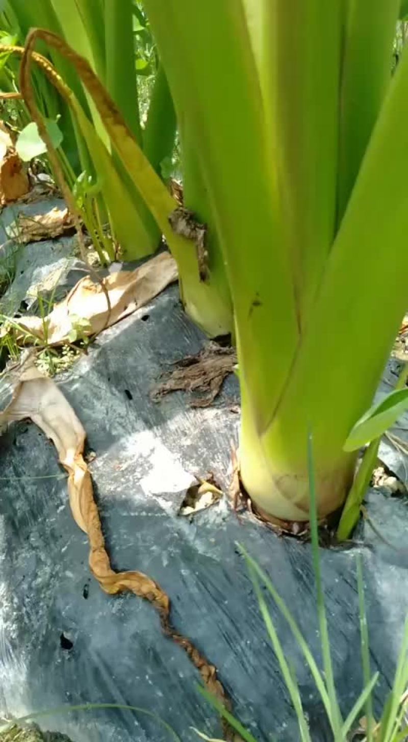 芋头