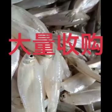 大量收购，白帆鱼