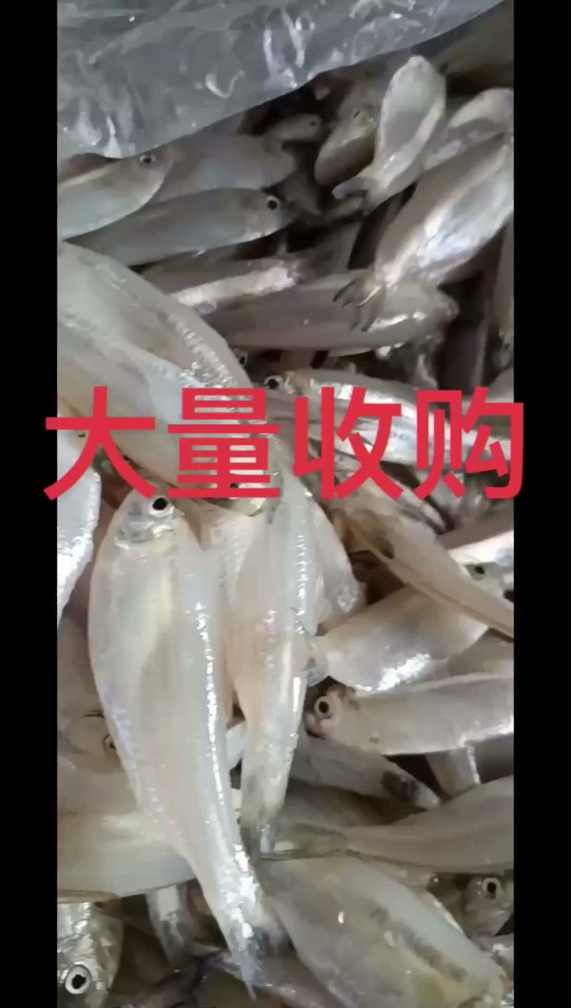 大量收购，白帆鱼