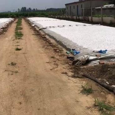 常年供应马铃薯淀粉，红薯淀粉