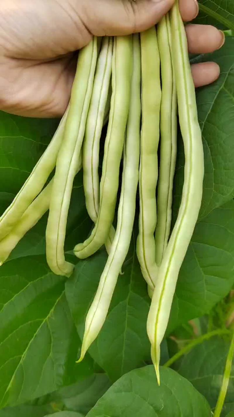 豆王白无丝
