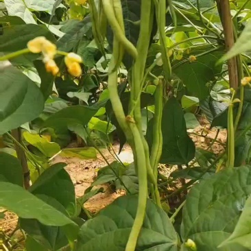 豆王白无丝