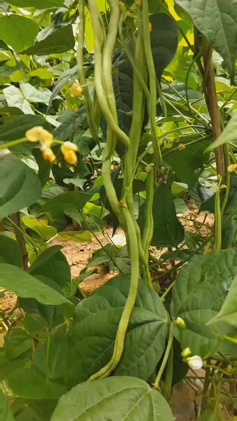豆王白无丝
