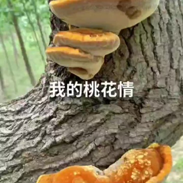 我处有大量野生灵芝，泡水，抗病毒