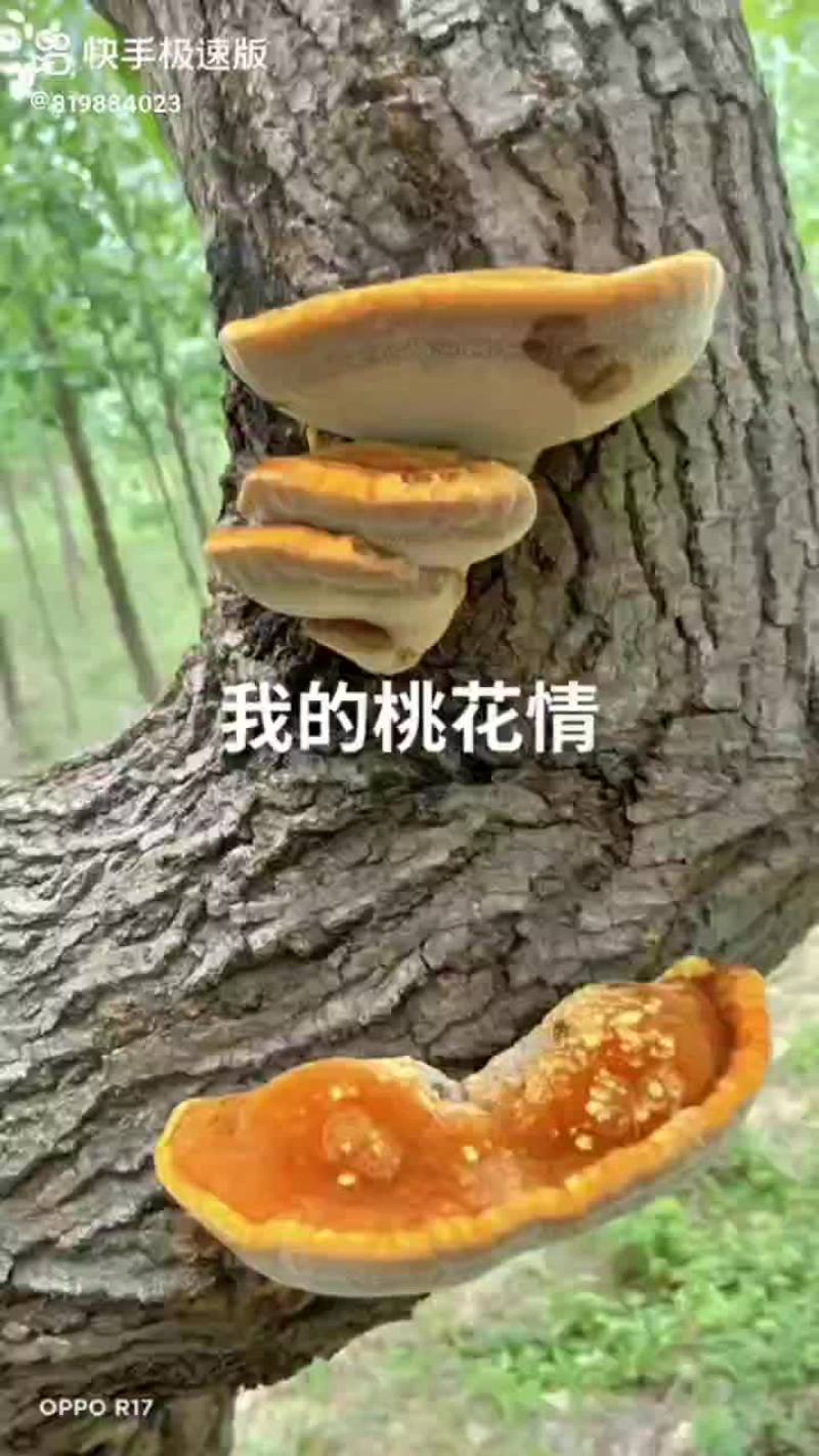 我处有大量野生灵芝，泡水，抗病毒