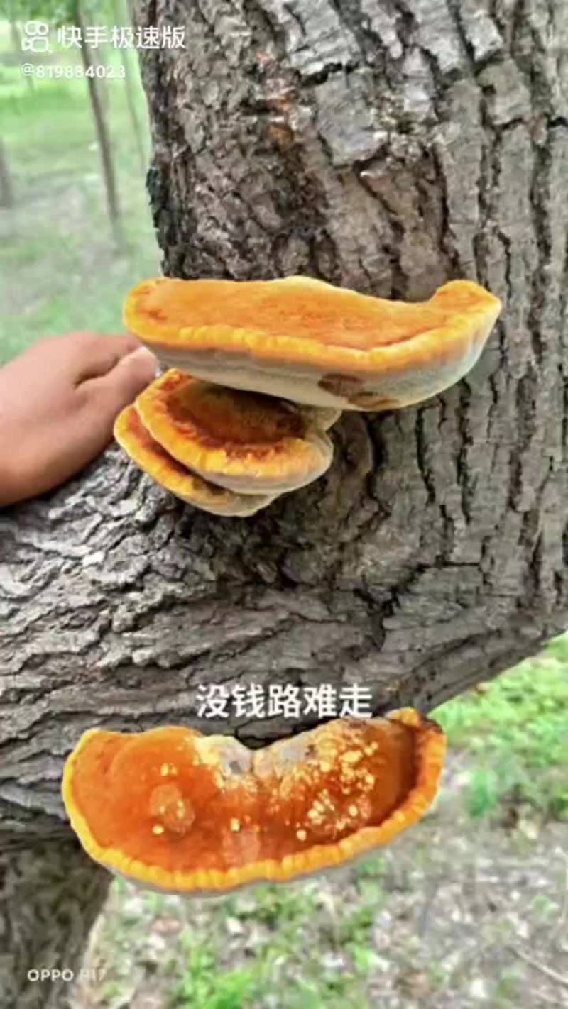 我处有大量野生灵芝，泡水，抗病毒