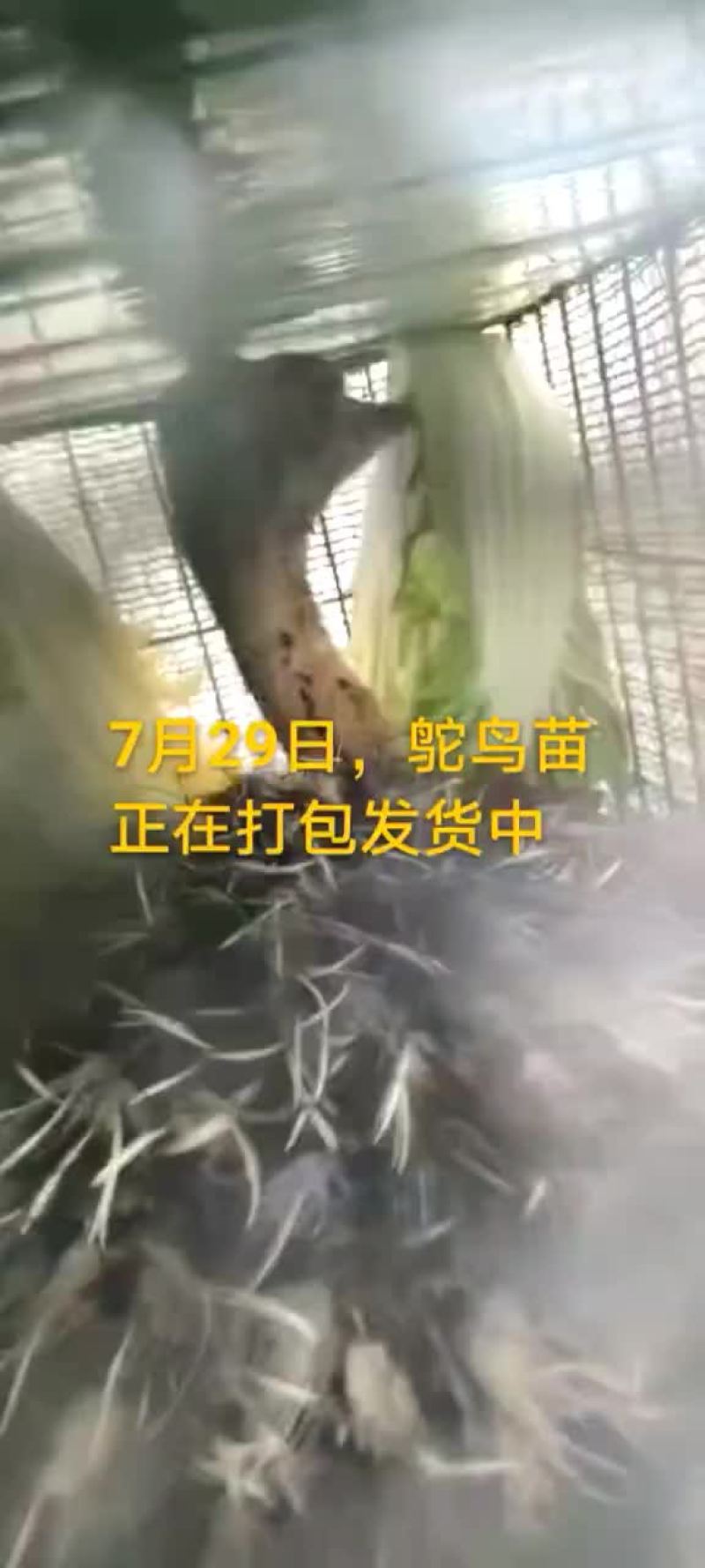 鸵鸟蛋