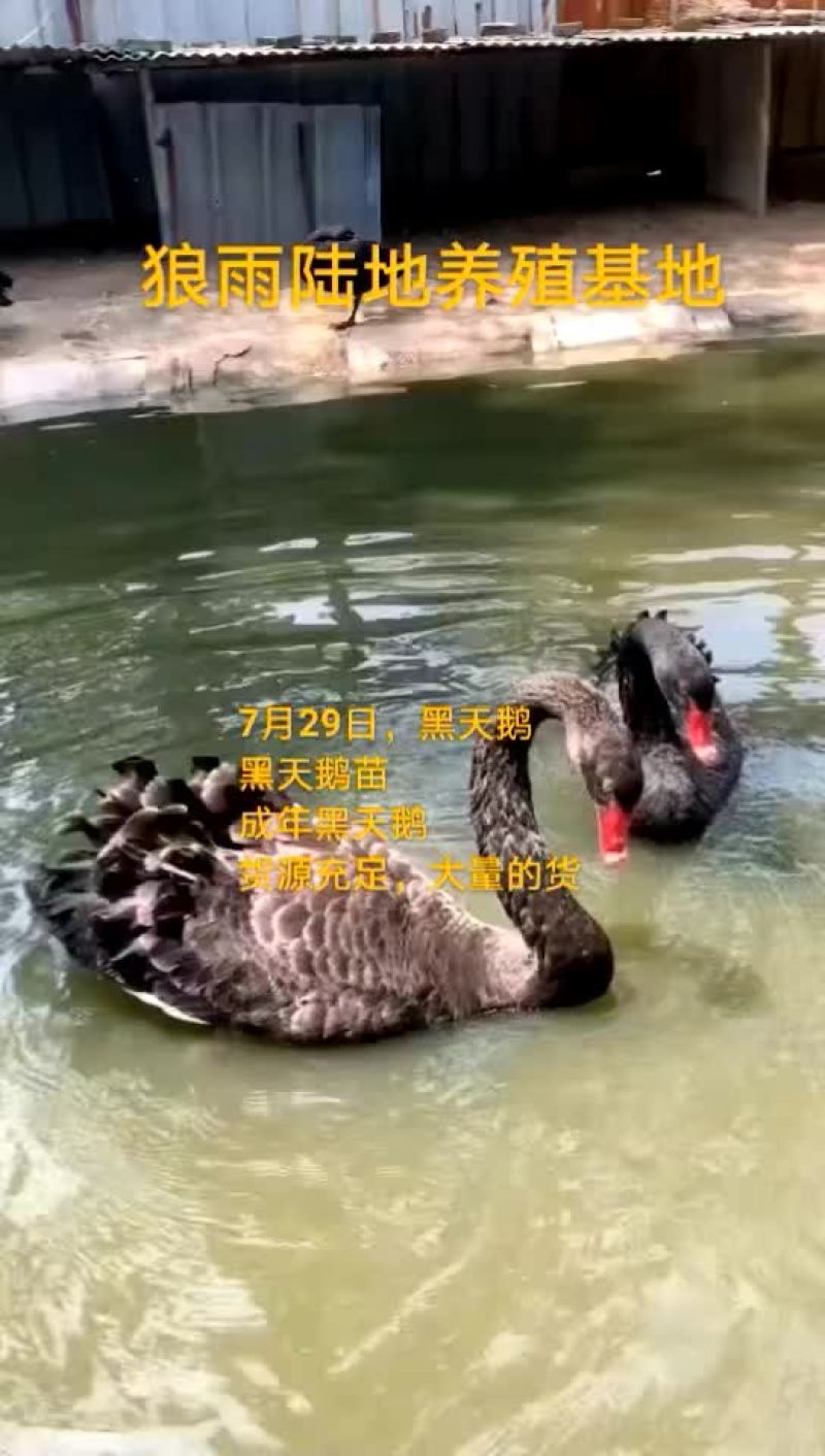 鸵鸟蛋