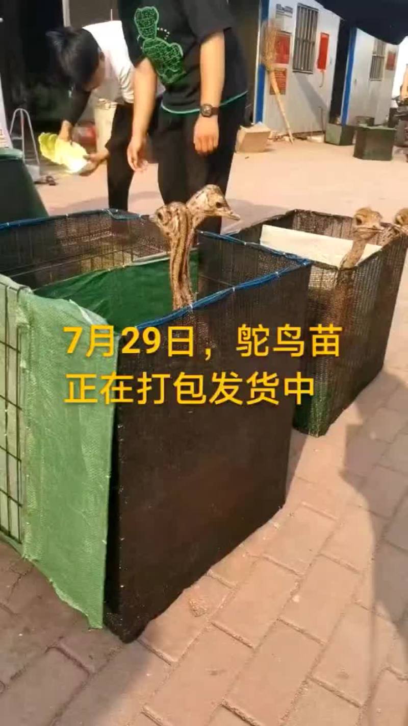 鸵鸟蛋