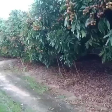 储良园大量上市