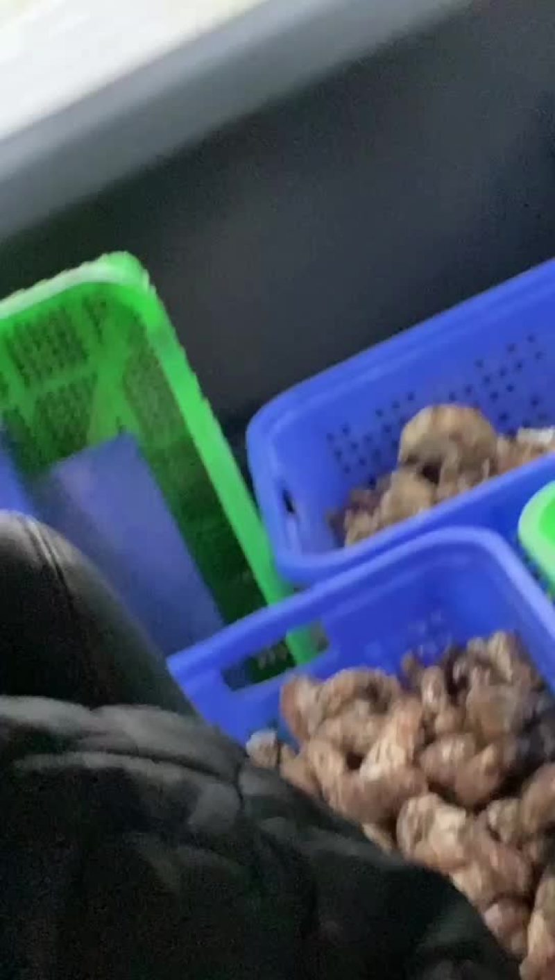 世界高城理塘的松茸
