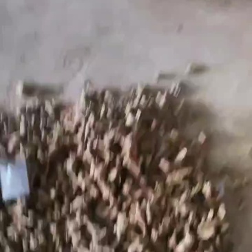 无流一年白术