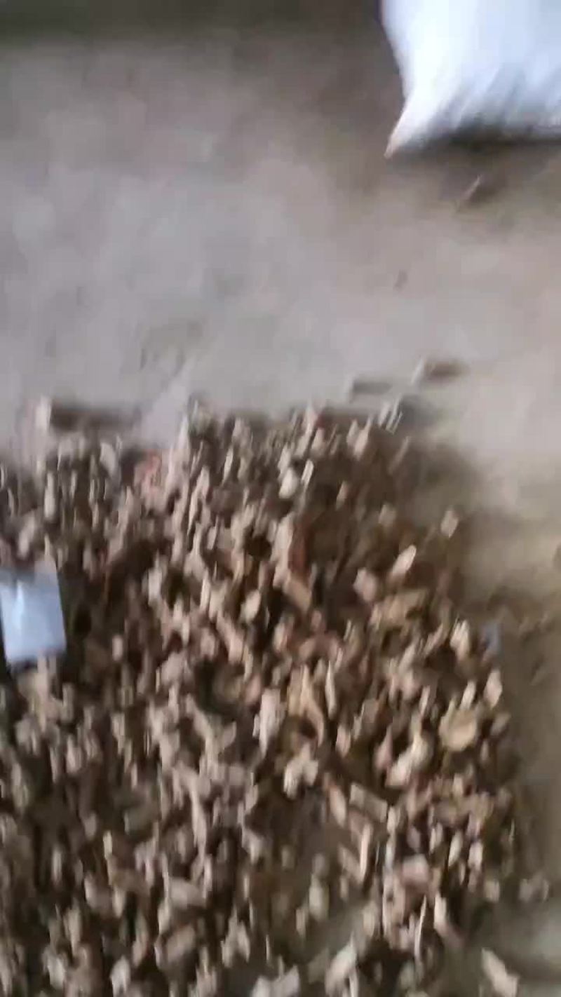 无流一年白术