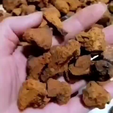 精选桦树茸颗粒，质量上乘，纯俄货