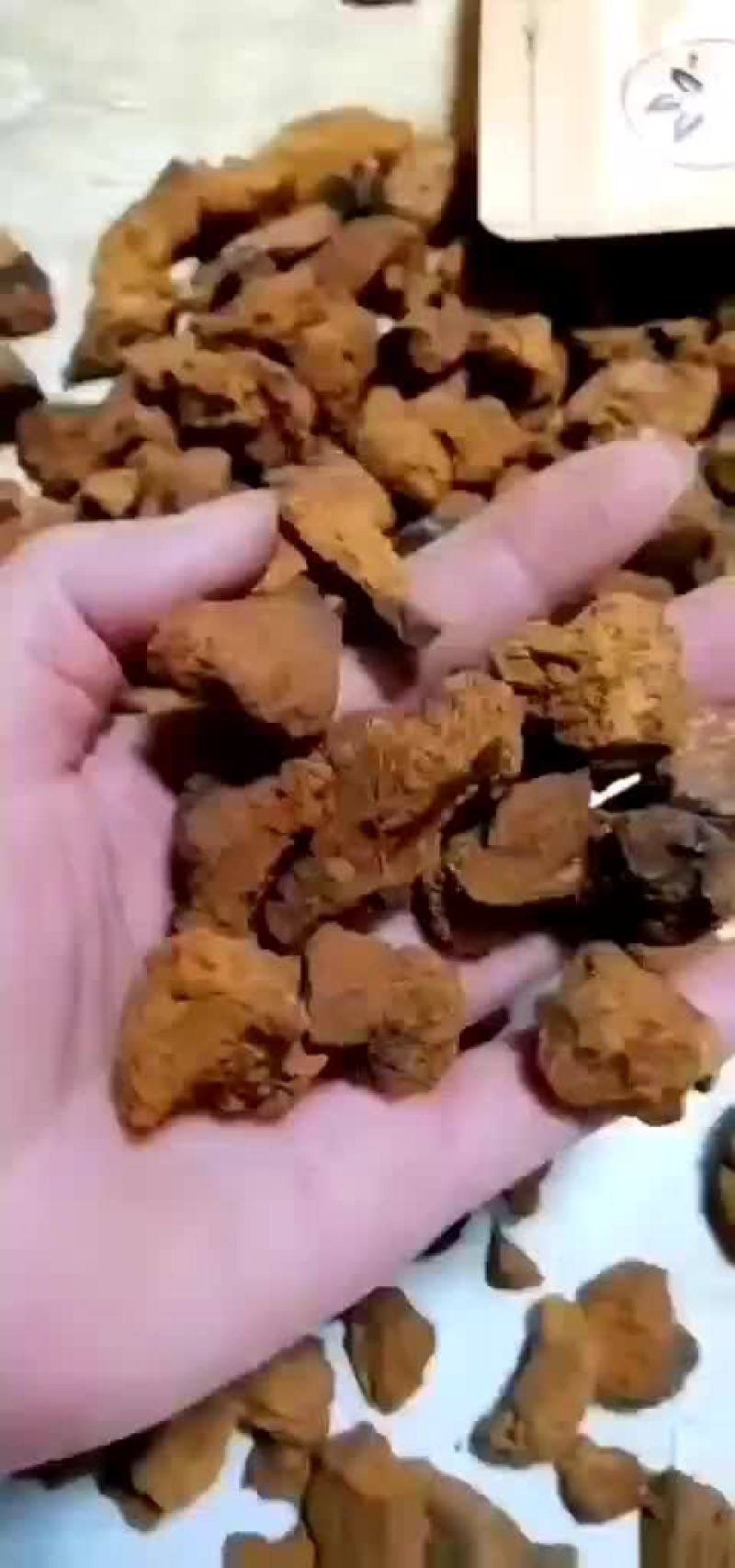 精选桦树茸颗粒，质量上乘，纯俄货