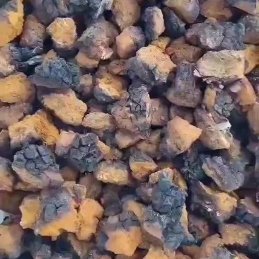 桦树茸切块，块块黑皮，纯俄货