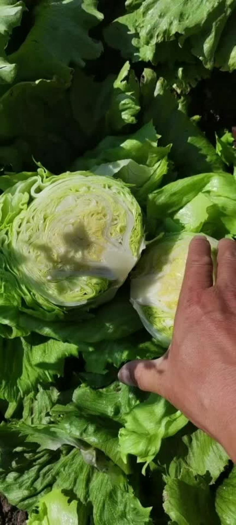 球生菜