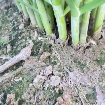 大棚，露天韭菜