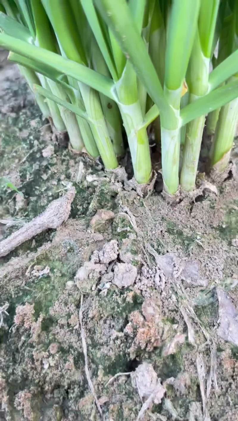 大棚，露天韭菜