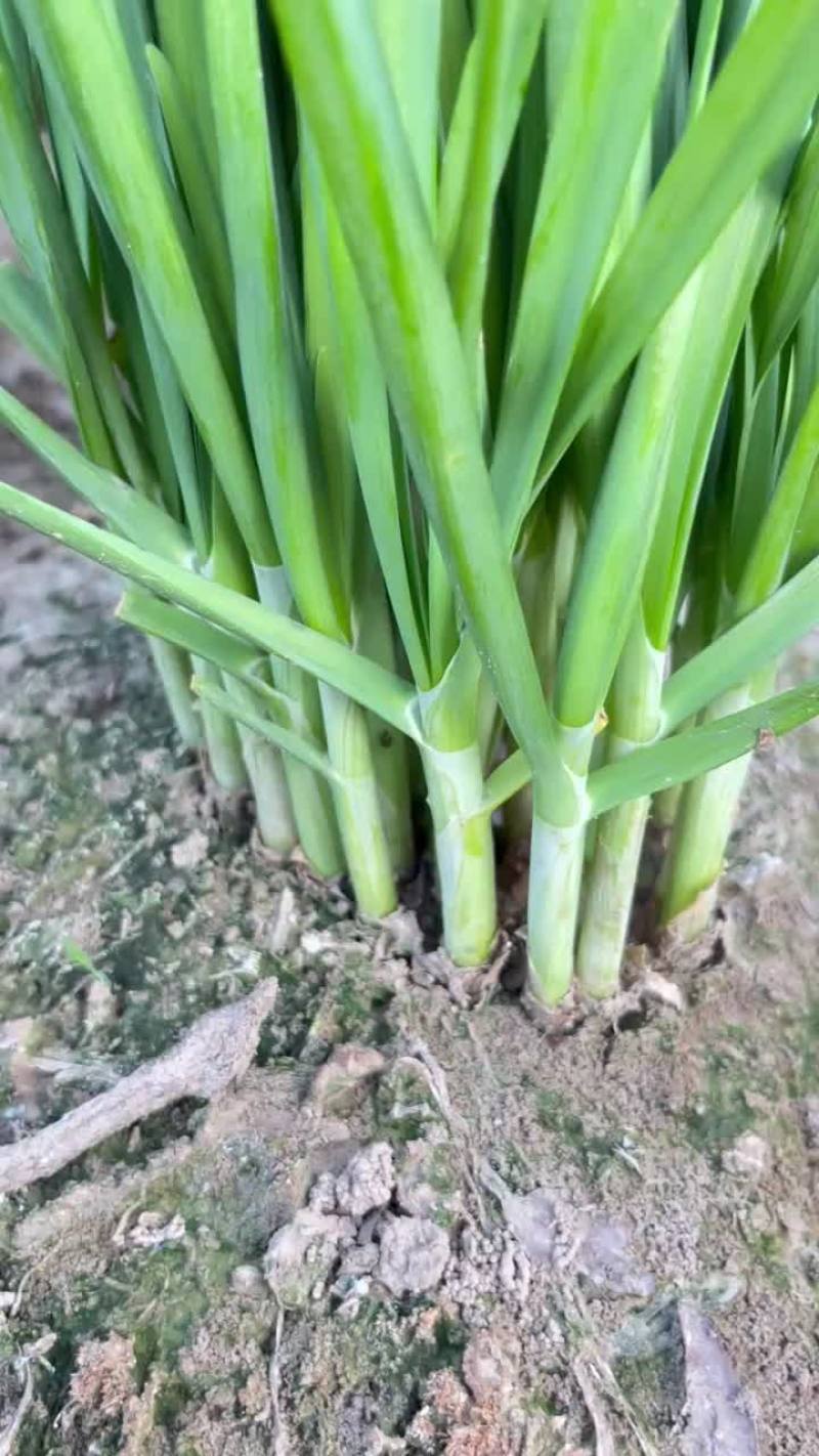 大棚，露天韭菜