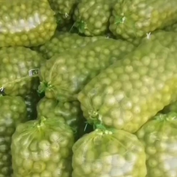 青皮核桃