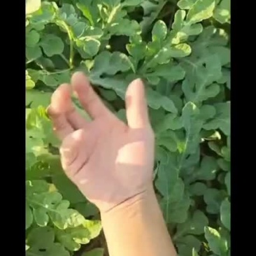 老河口黄土地西瓜