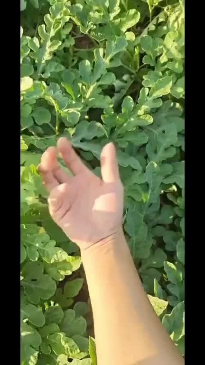 老河口黄土地西瓜