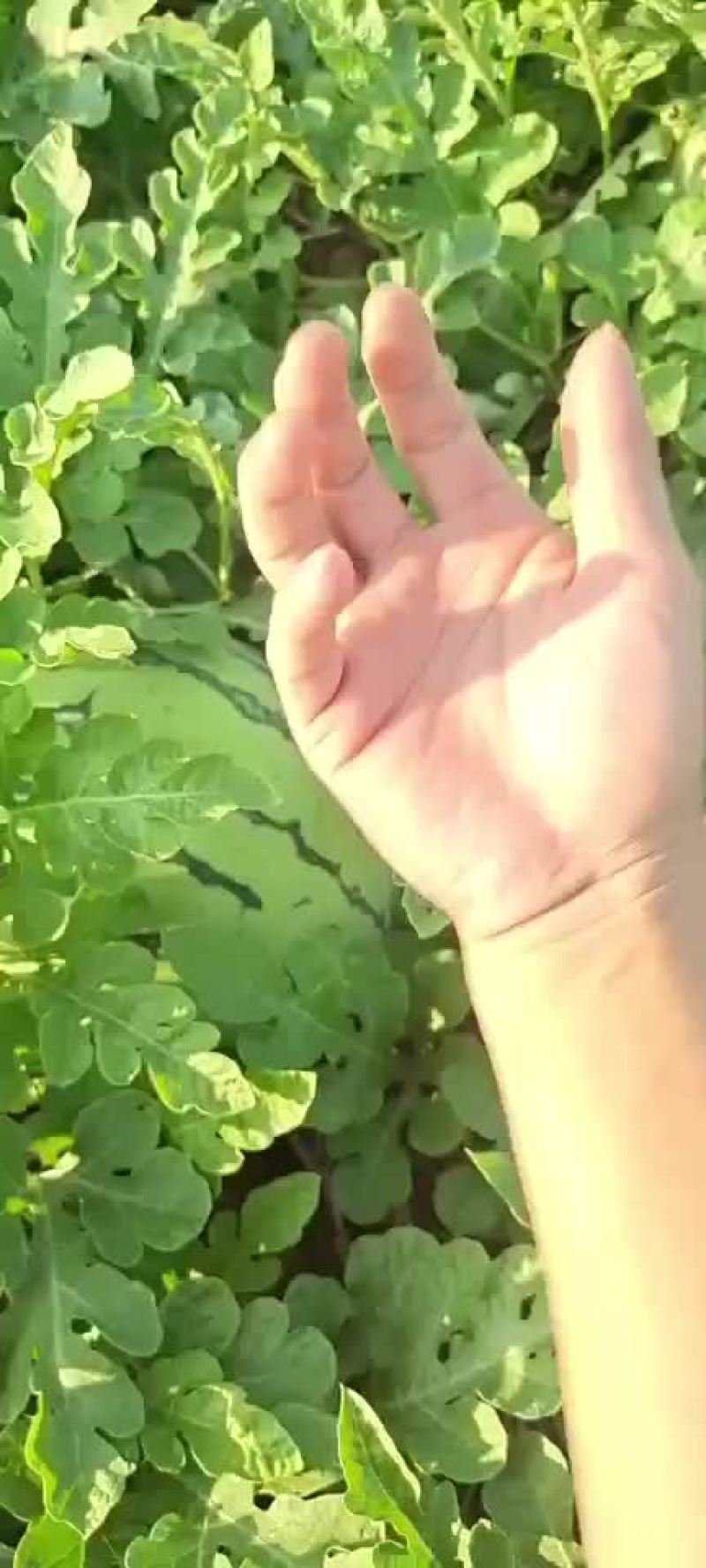 老河口黄土地西瓜