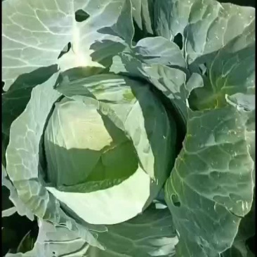 奥奇拿，甘蓝，紫甘蓝，莴笋，散花，大量有货有要的老板联系