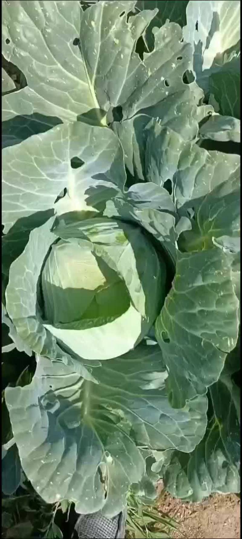 奥奇拿，甘蓝，紫甘蓝，莴笋，散花，大量有货有要的老板联系
