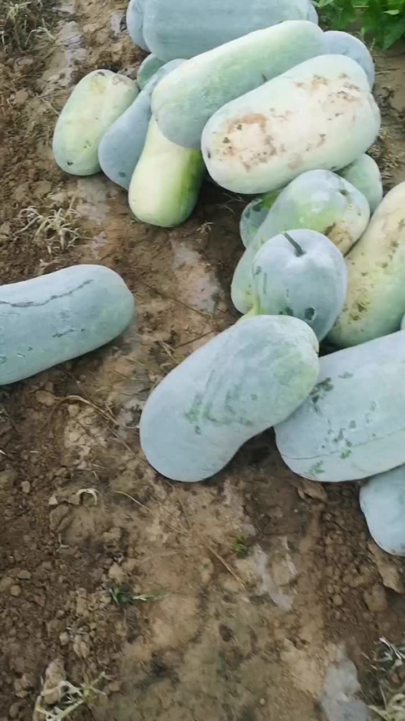 东瓜大量上市要的说话