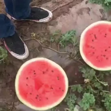 农安县甜瓜