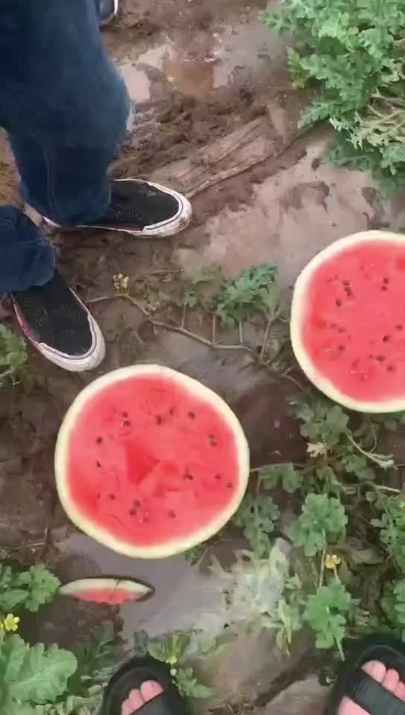 农安县甜瓜